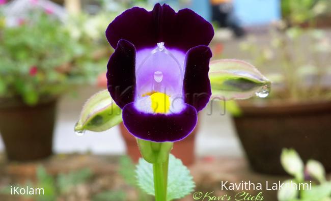 Wishbone flower - 