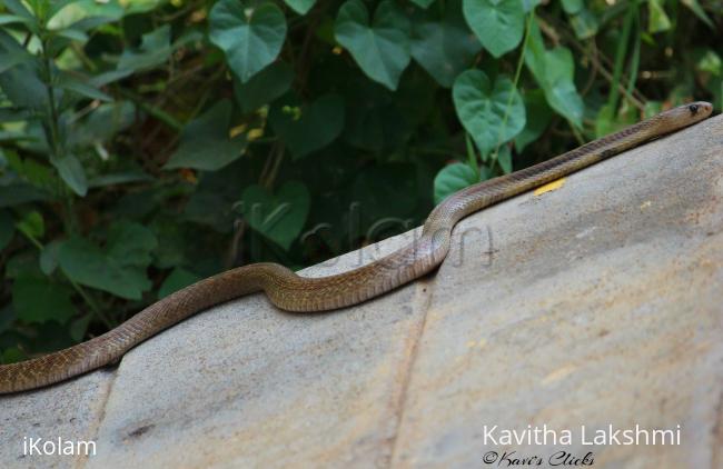 Cobra - 