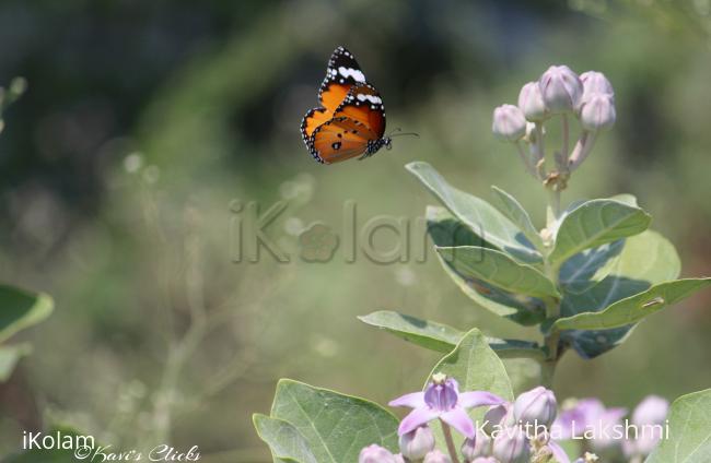 Butterfly -