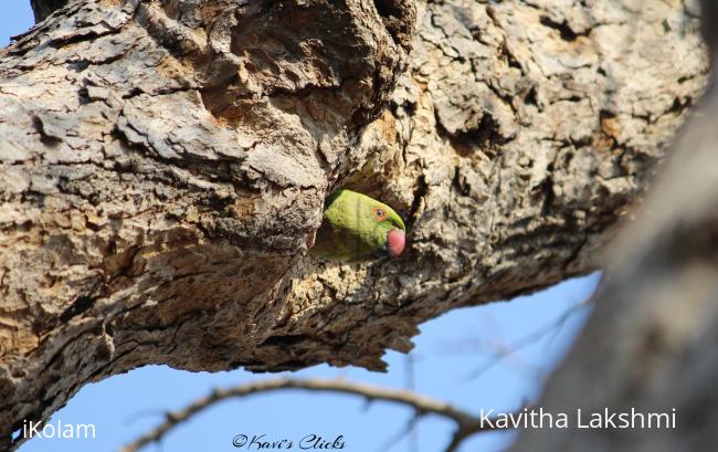 Rose-ringed parakeet -