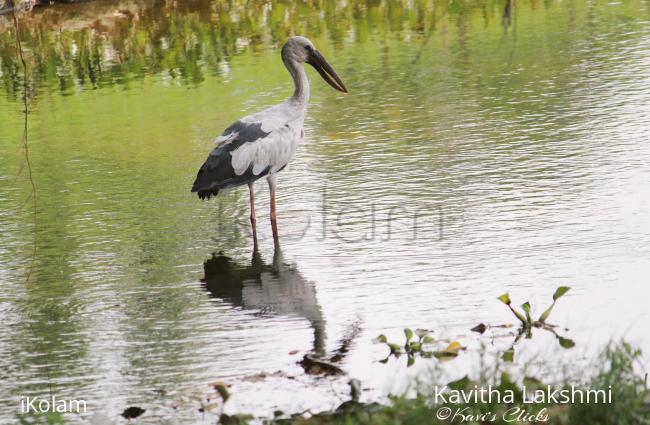 Asian Openbill - 