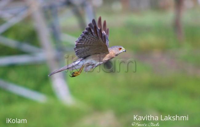 Shikra - 
