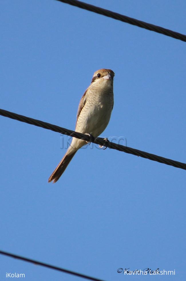 Shrike - 