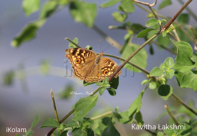 Lemon pansy butterfly - 