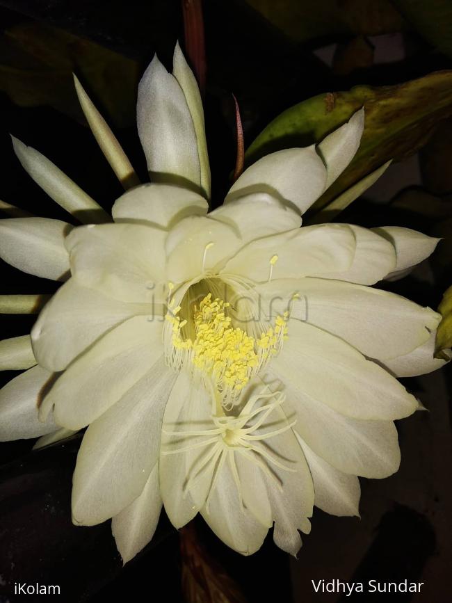 Garden - 