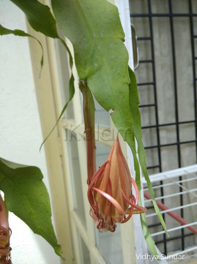 Garden -