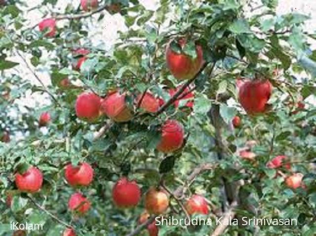 Spring Season - Apple tree