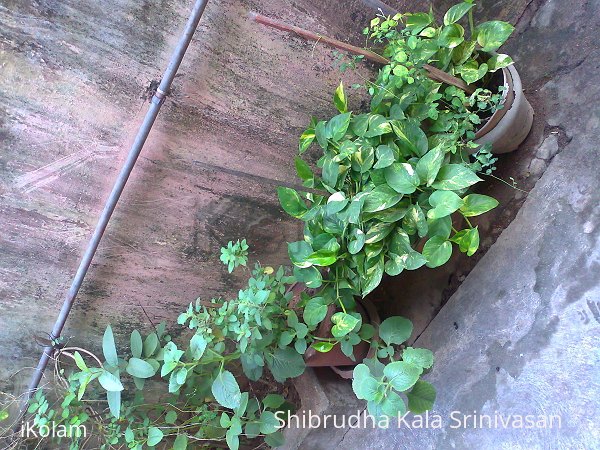 Plants - Money plant, Tulasi, Omavalli