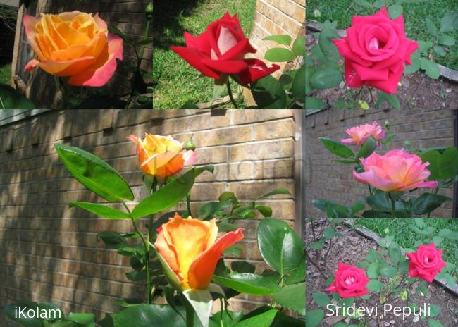 My yard flowers 2012 - 