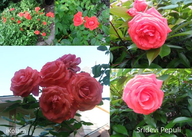 My yard flowers 2012 - 