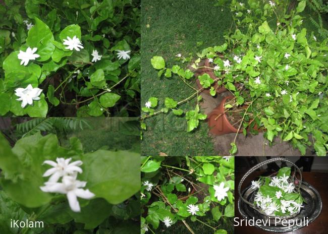 My Yard Jasmine Flowers 2012 - 