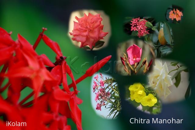 Spring 2012 images - Spring blooms