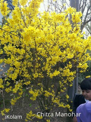 Spring Bloom Photo - colors of spring