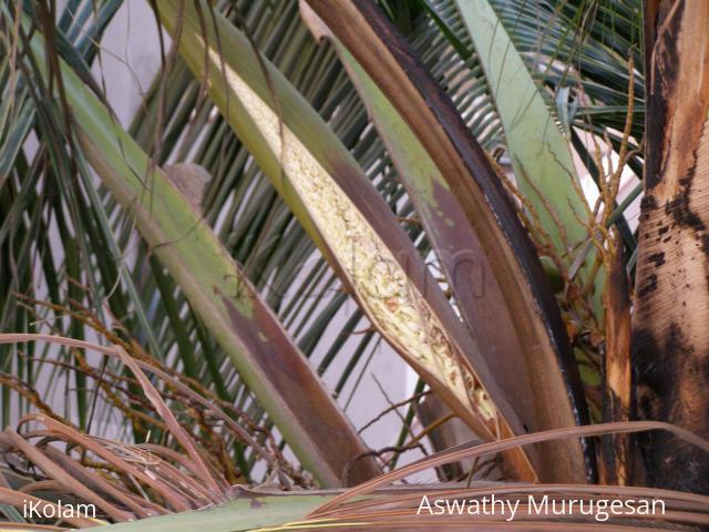 coconut flowers (spring flowers) - 