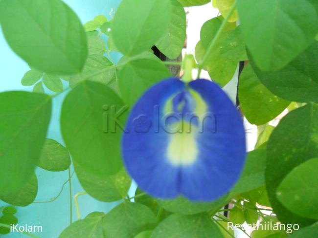 Terrace garden - 