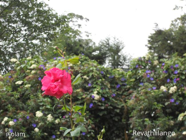 Photos clipped in Kodaikanal garden. - 