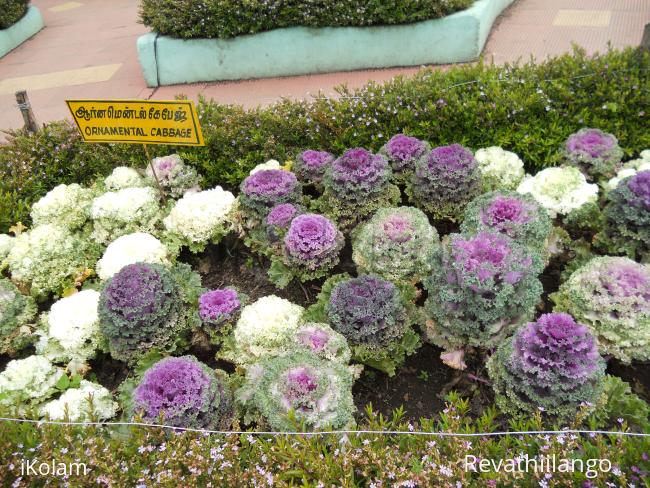Ornamental cabbage.  - 