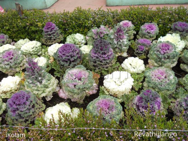 Ornamental cabbage.  - 