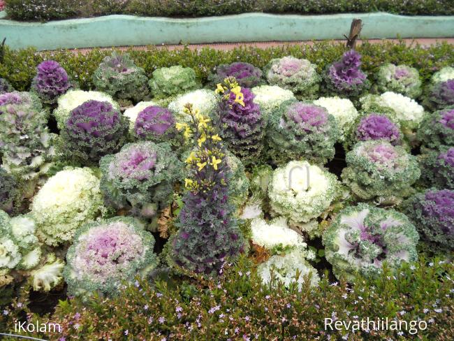 Ornamental cabbage.  - 