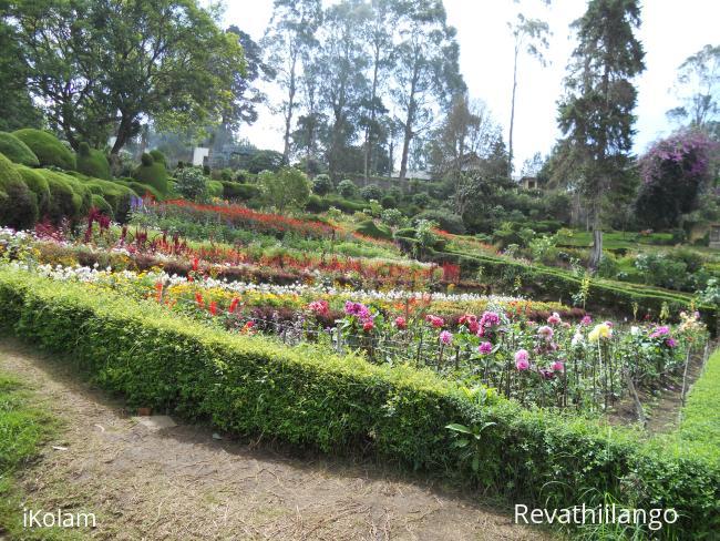 Photos clipped in Kodaikanal garden. - 