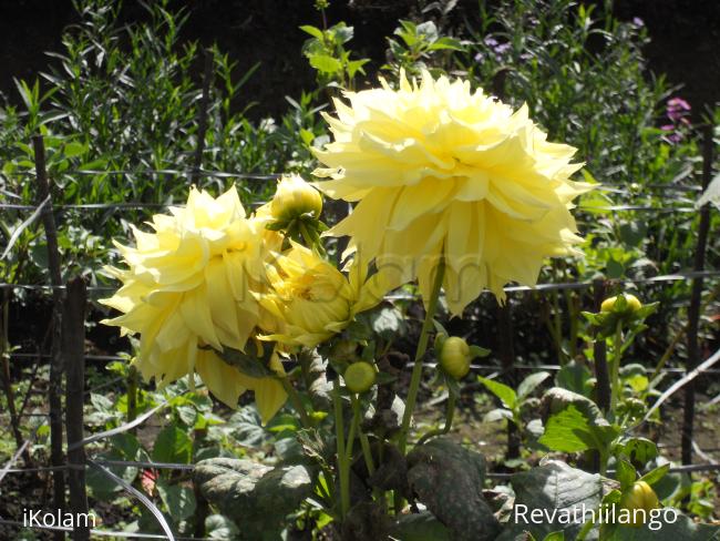 Photos clipped in Kodaikanal garden. - 