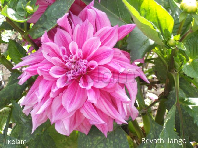 Photos clipped in Kodaikanal garden. - 