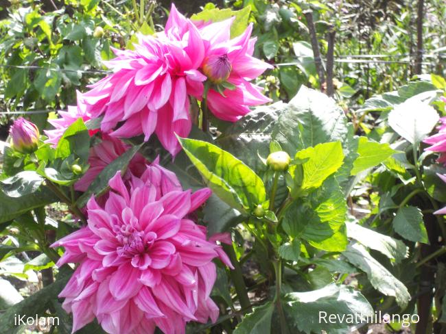 Photos clipped in Kodaikanal garden. - 