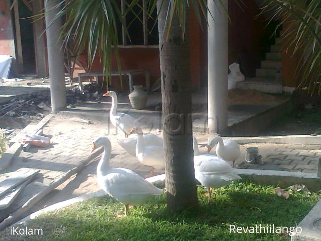 Photo of ducks. - 