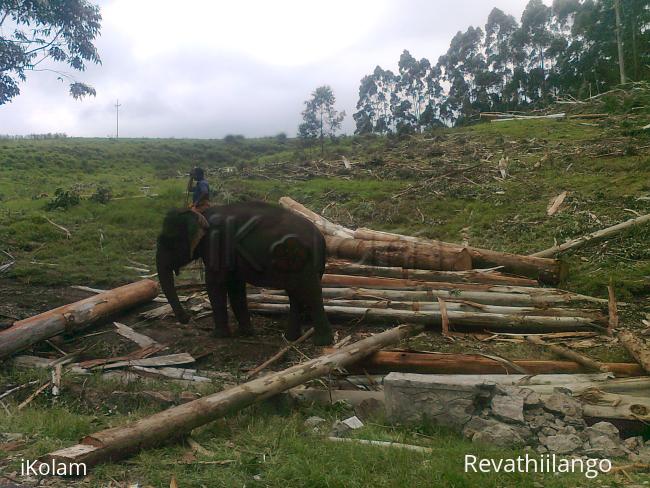 Elephant in Munar, lifting timber. - 