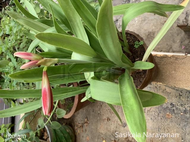 My garden - 