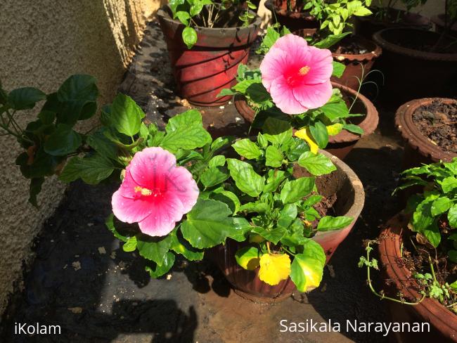 My garden - 