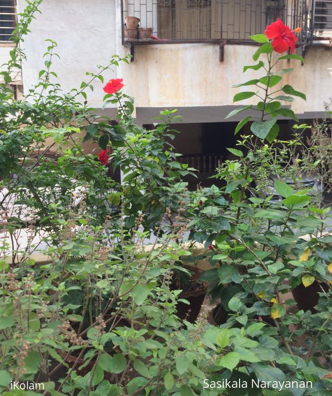 My garden - 