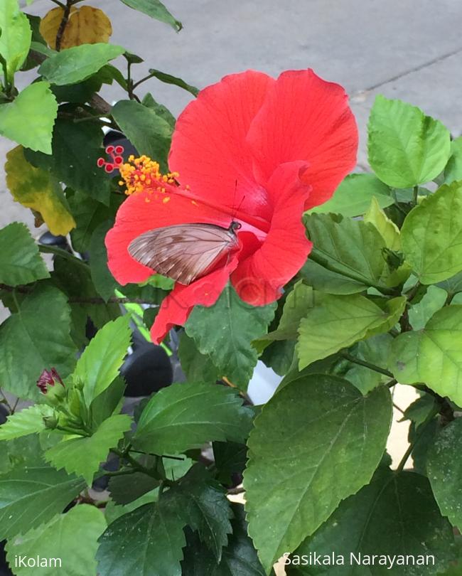 Butterfly in my garden  - 