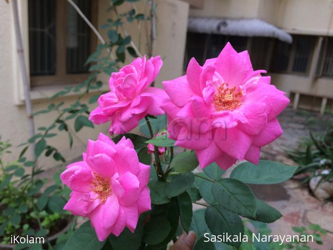My garden - 