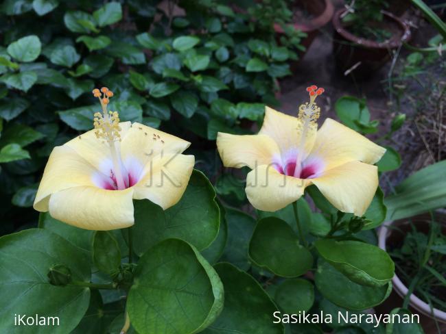 My garden - 