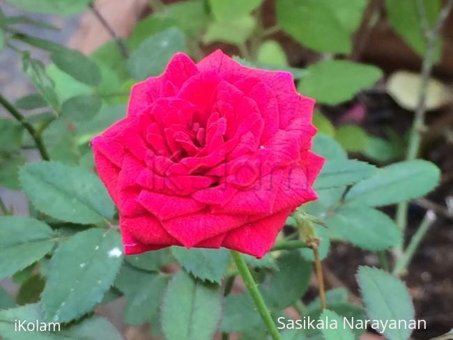 Rose - 
