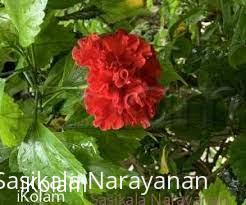 My garden - 