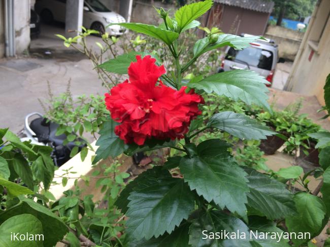 My garden - 