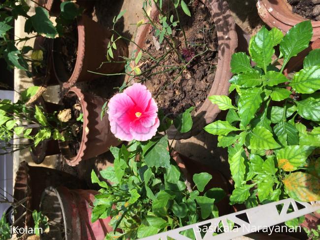 My garden - 