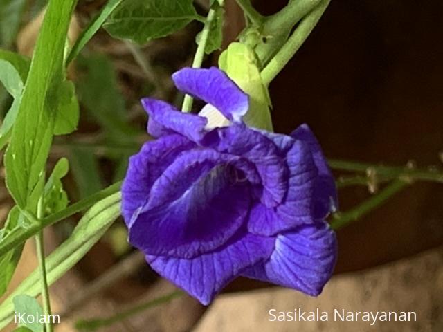 Blue bell in my garden - 