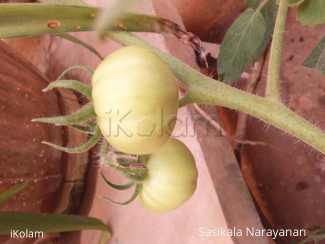 My garden - My tomatoes