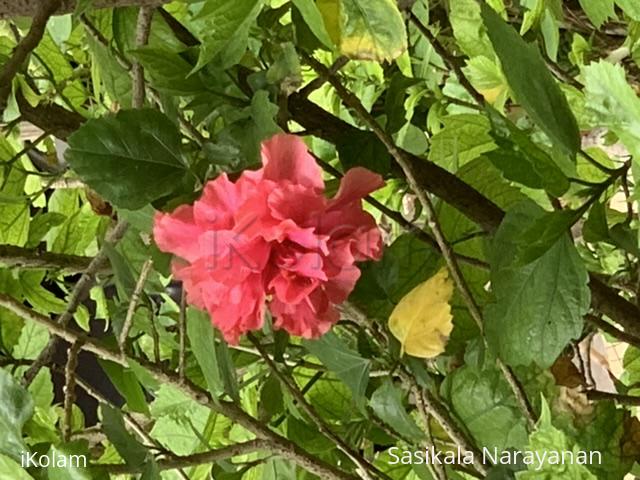 Blue bell in my garden - 
