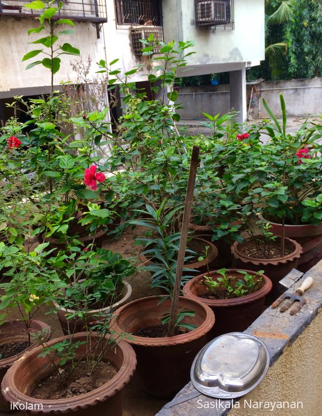 My garden  - 