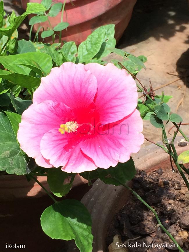 My garden - rose hibiscus in my garden