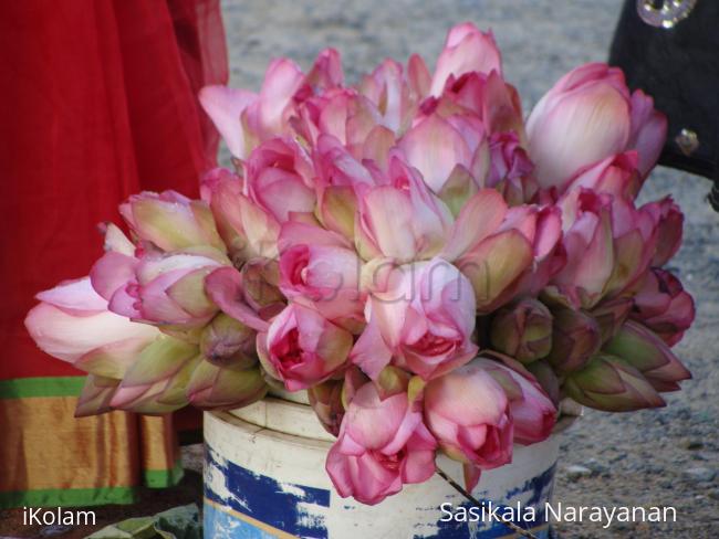 lotus bunch - 