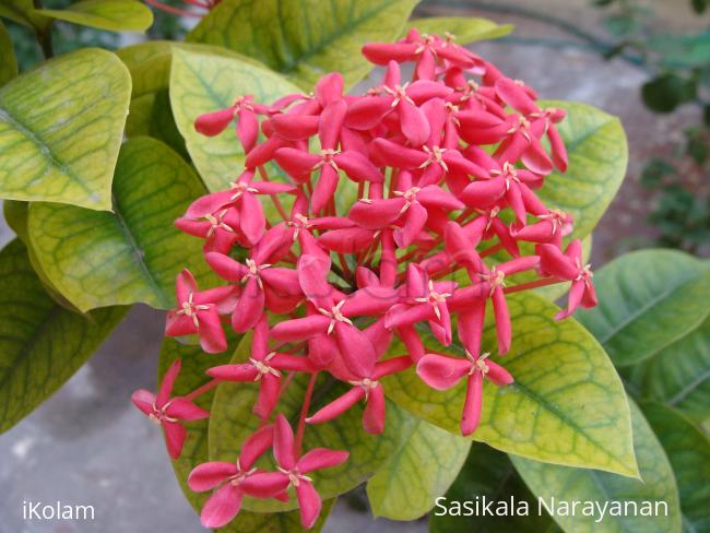 My garden - pink honeyflower in a bunch
