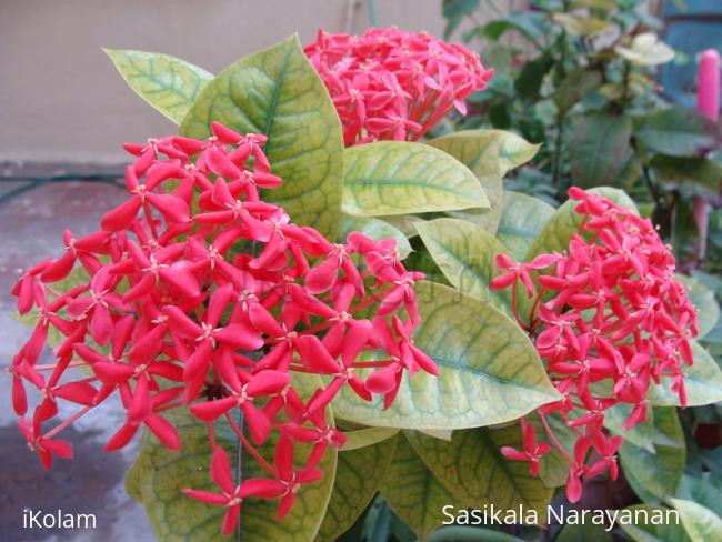 My garden - pink honeyflower in bunches