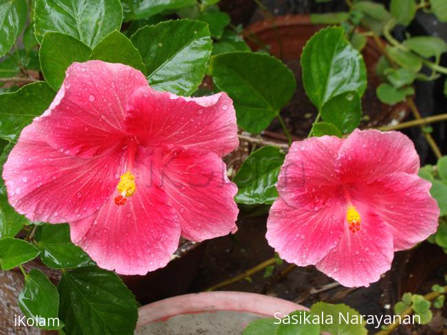 My garden -