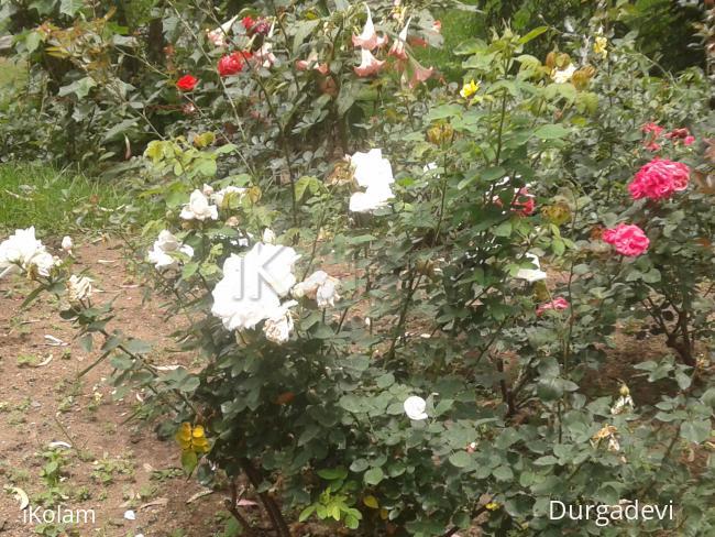 dd kodaikanal flowers 3 -