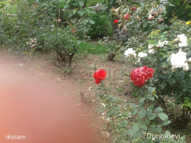 dd kodaikanal flowers 2 -